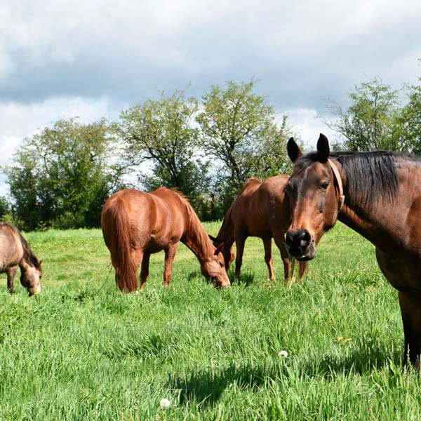 Pension pour chevaux à Orbeil, Puy-de-Dôme